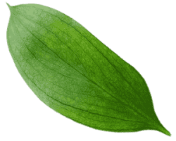 green-leaves-white-background-2-min